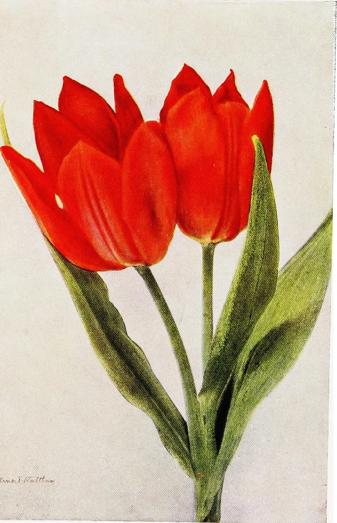 An illustration from My garden in spring, 1914, leaf 225