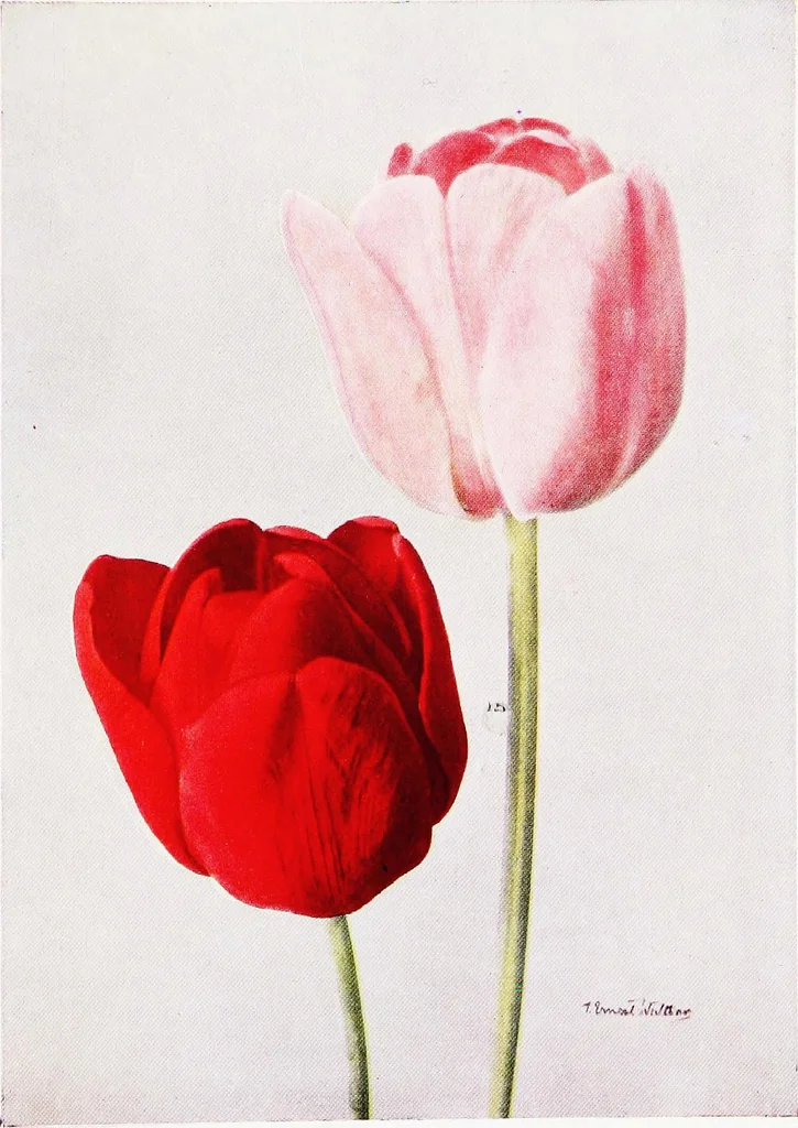 An illustration from My garden in spring, 1914, leaf 245