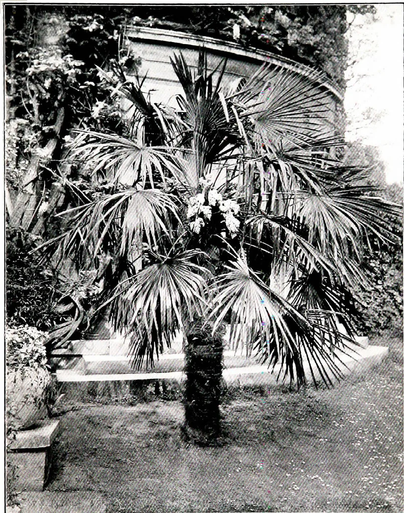 An illustration from My garden in spring, 1914, leaf 255