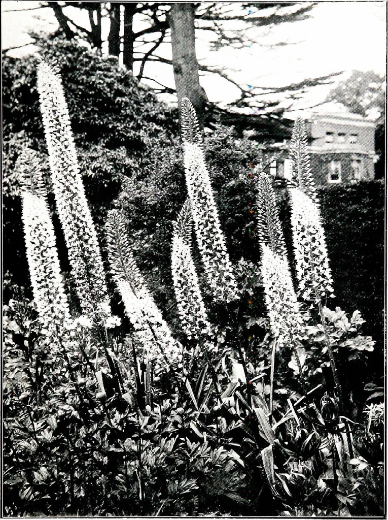 An illustration from My garden in spring, 1914, leaf 275