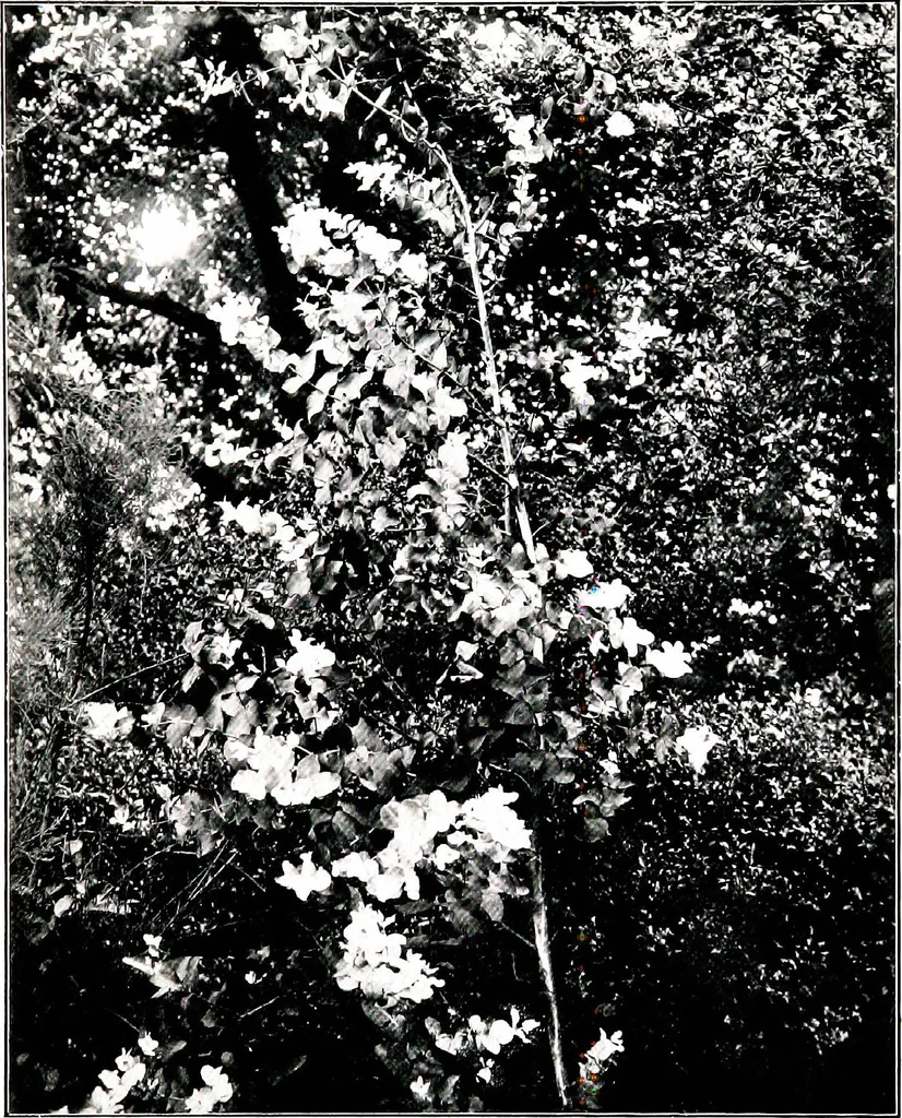 An illustration from My garden in spring, 1914, leaf 317