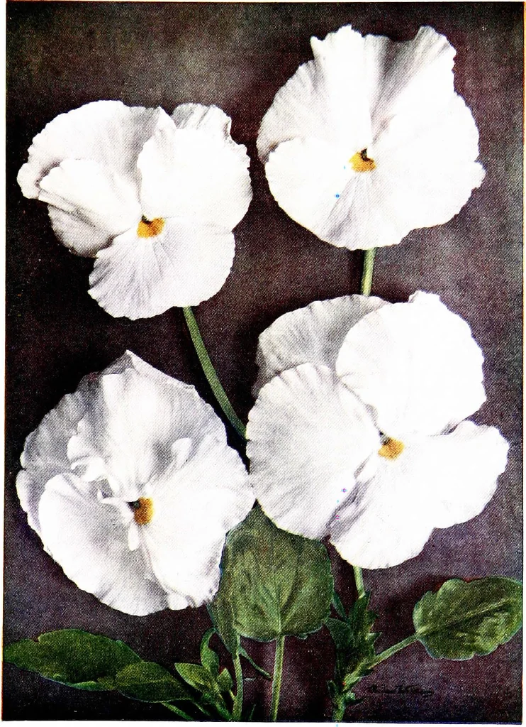 An illustration from My garden in spring, 1914, leaf 327