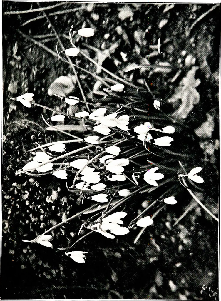 An illustration from My garden in spring, 1914, leaf 33