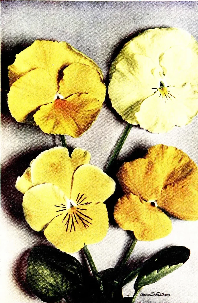 An illustration from My garden in spring, 1914, leaf 347