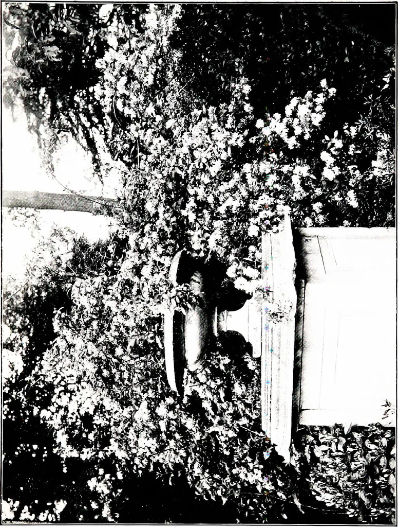 An illustration from My garden in spring, 1914, leaf 379