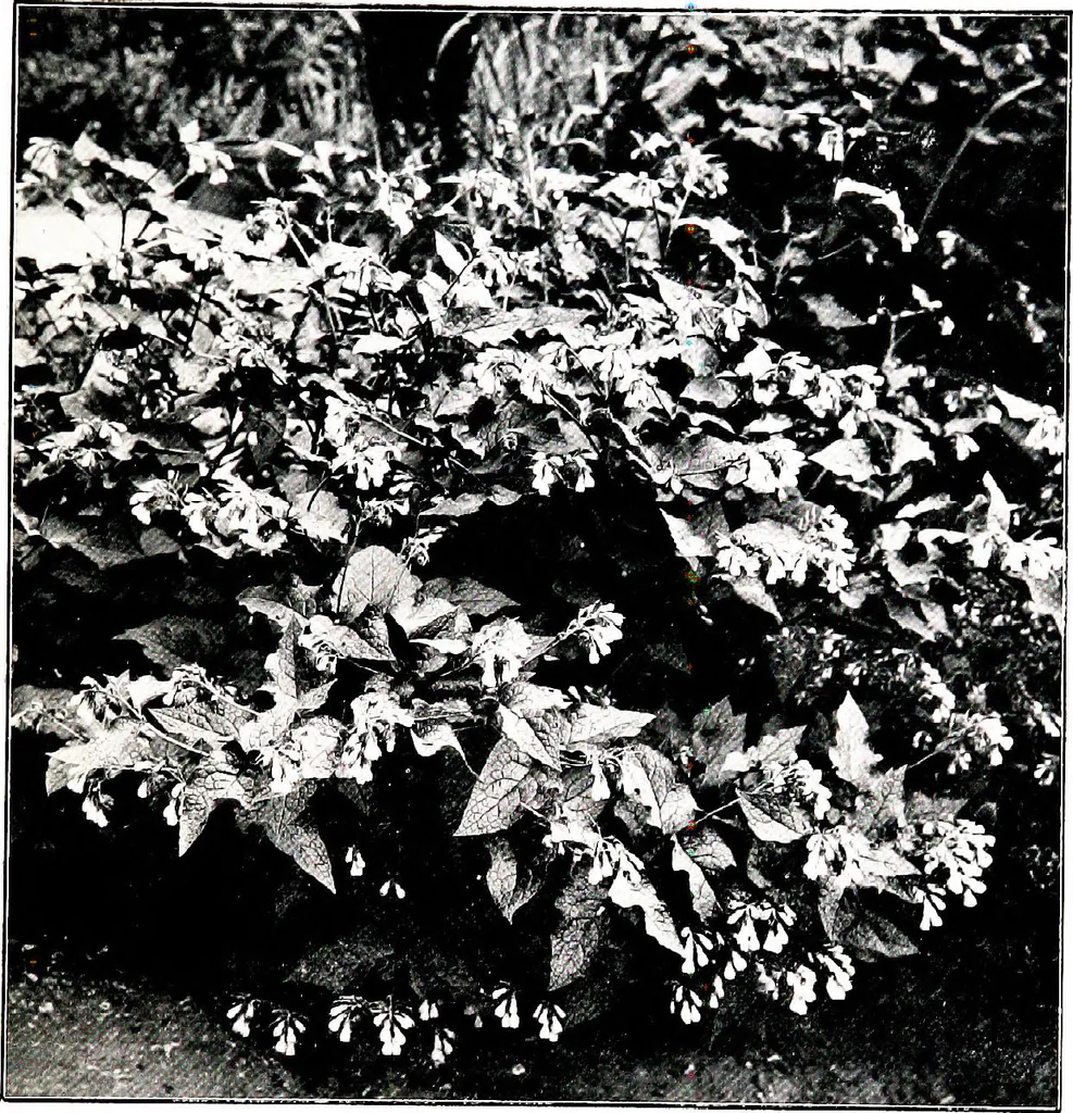 An illustration from My garden in spring, 1914, leaf 389
