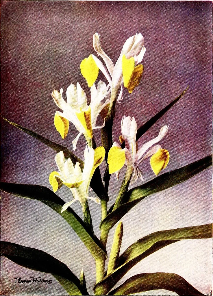 An illustration from My garden in spring, 1914, leaf 43