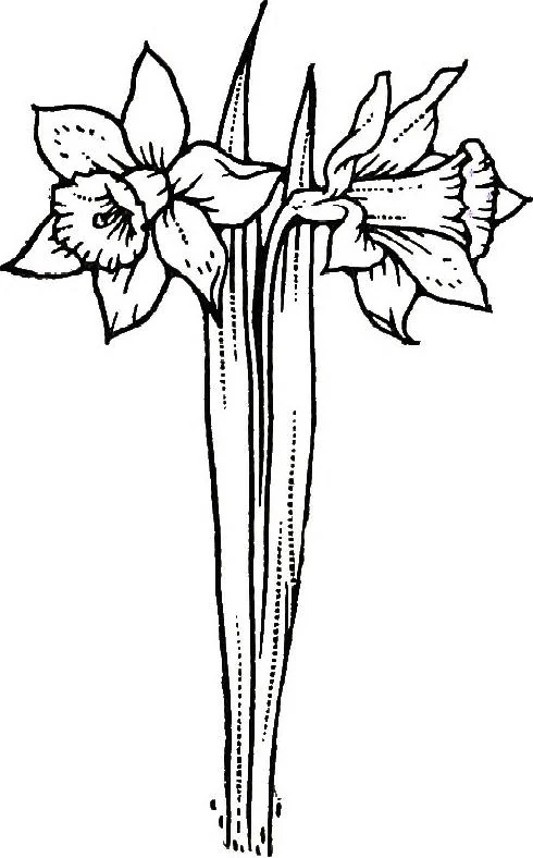 An illustration from My garden in spring, 1914, leaf 7