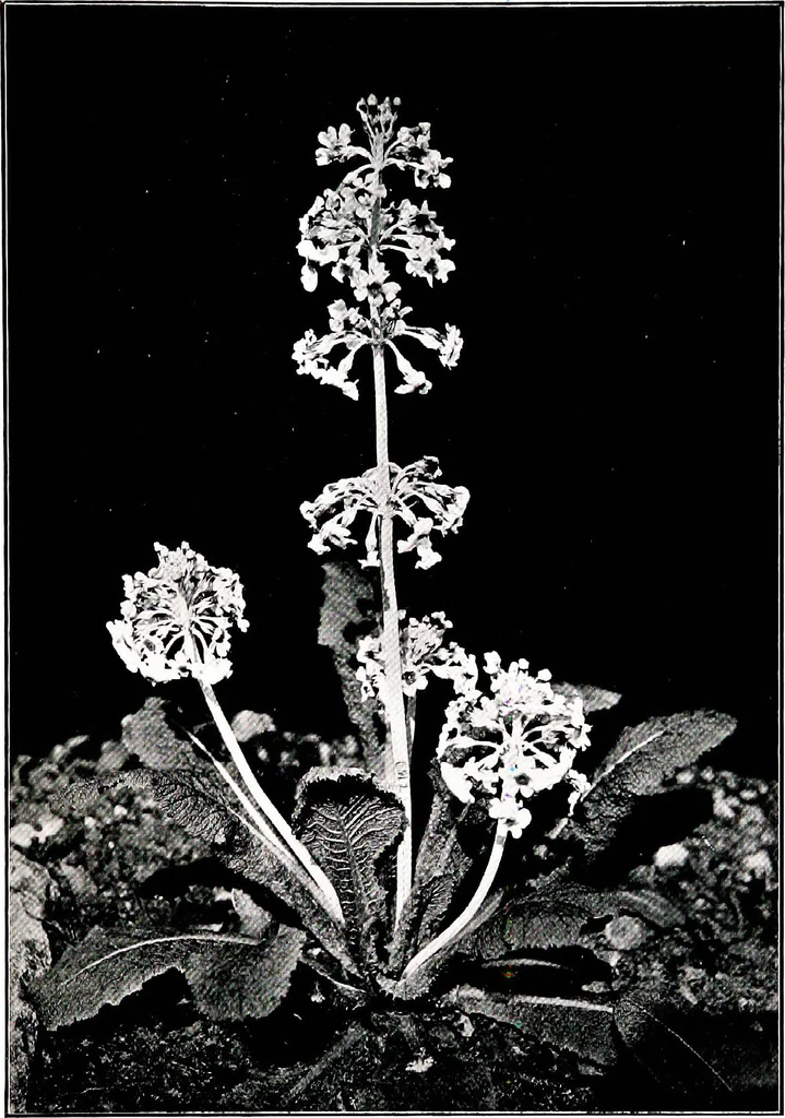 An illustration from My garden in spring, 1914, leaf 73