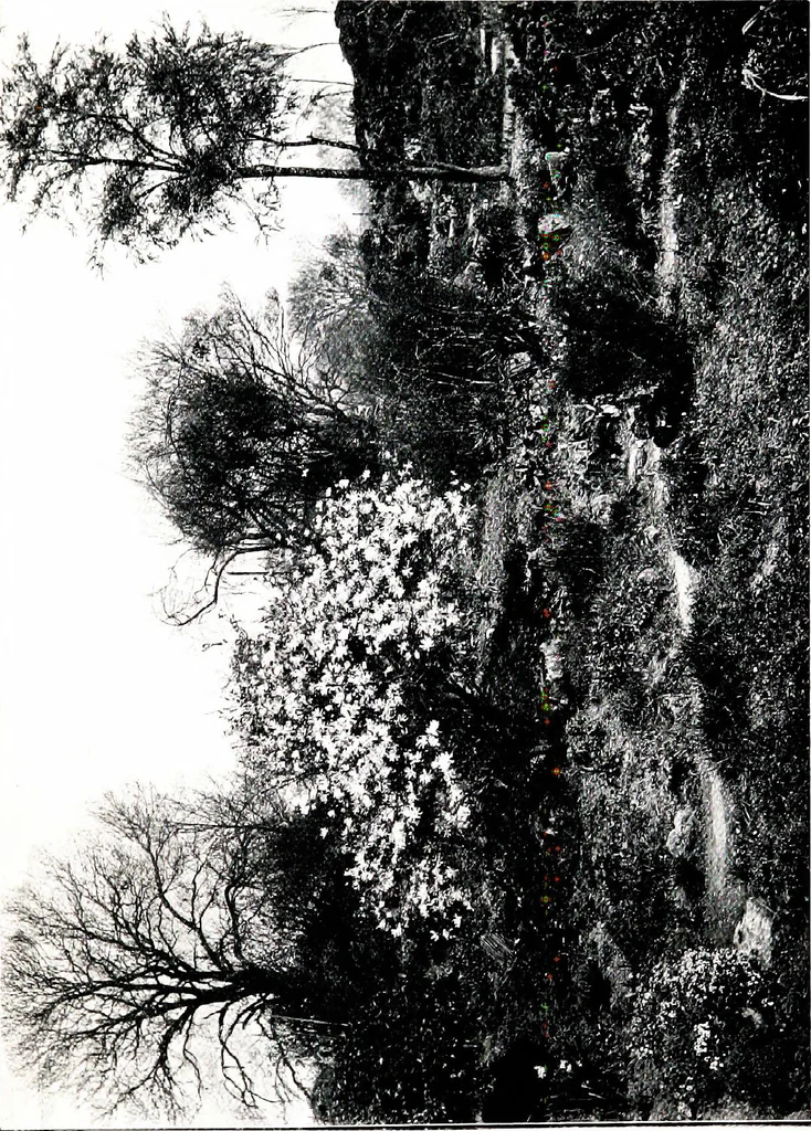 An illustration from My garden in spring, 1914, leaf 93