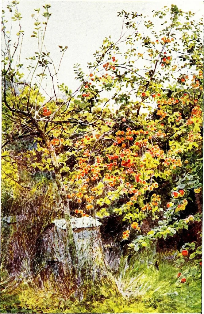 An illustration from The charm of gardens, 1910, leaf 158