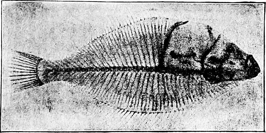 An illustration from Things a boy should know about electricity, 1900, leaf 148