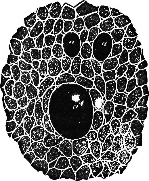 An illustration from Elements of chemical physics, 1860, leaf 136
