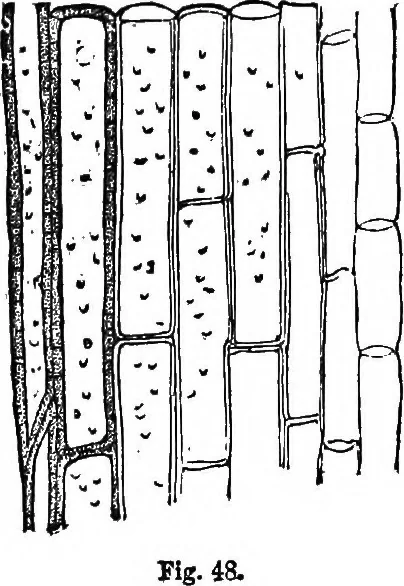 An illustration from Elements of chemical physics, 1860, leaf 136