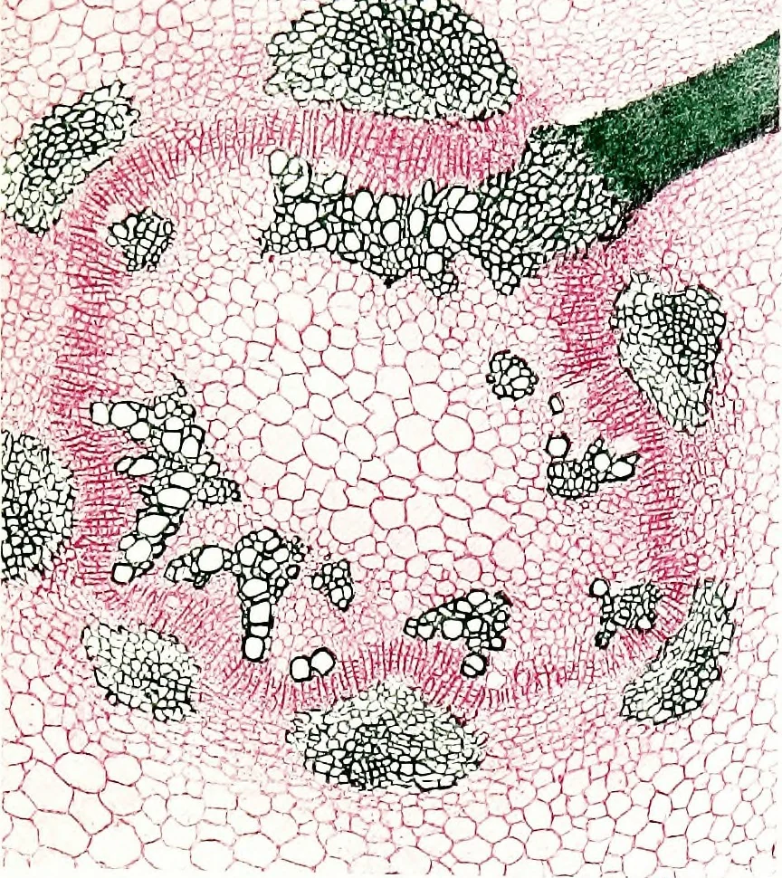 An illustration from Methods in microscopial research; vegetable histology, 1905, leaf 100