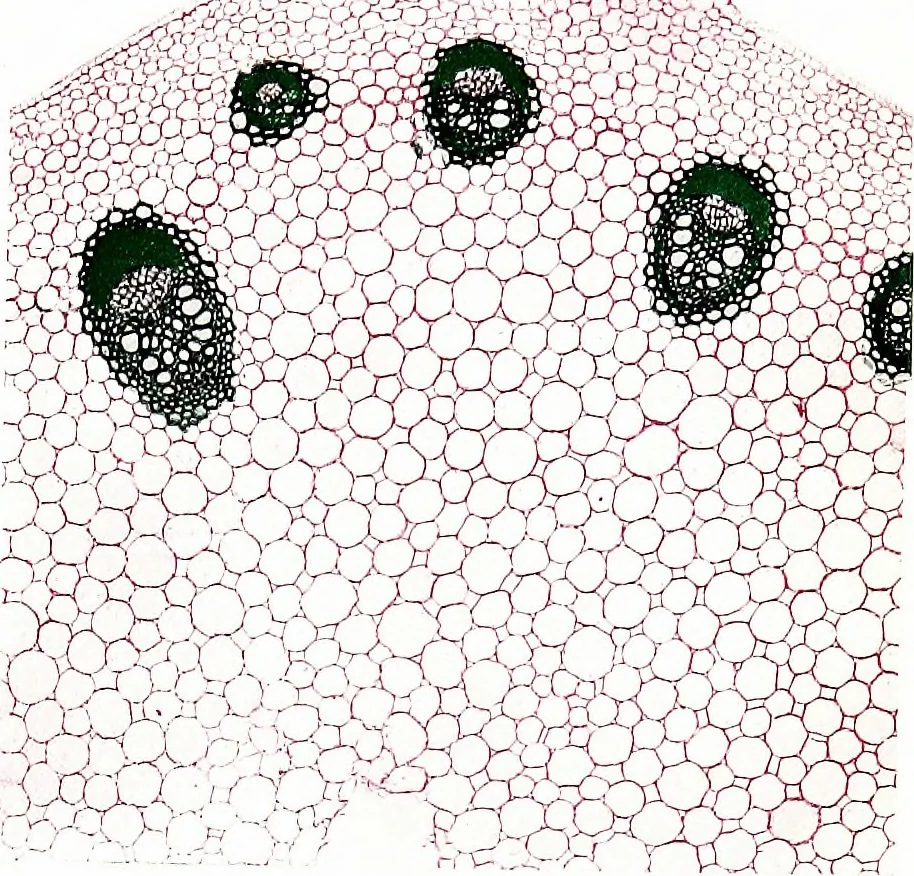An illustration from Methods in microscopial research; vegetable histology, 1905, leaf 100