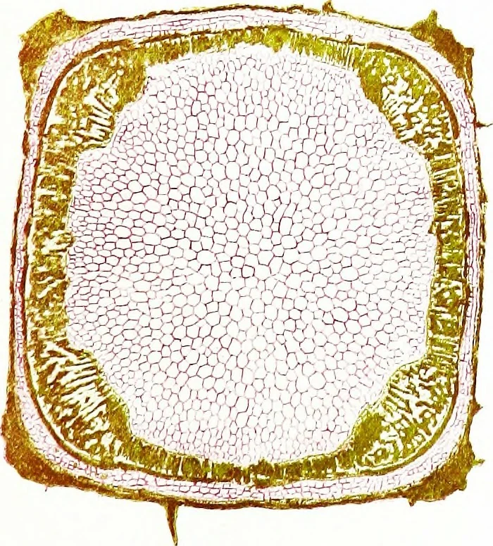 An illustration from Methods in microscopial research; vegetable histology, 1905, leaf 100