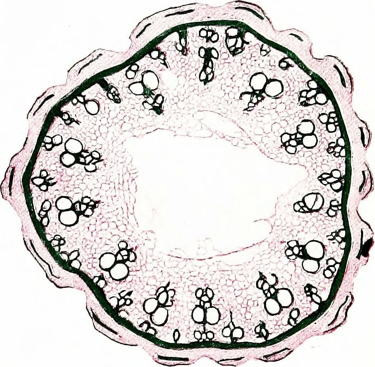 An illustration from Methods in microscopial research; vegetable histology, 1905, leaf 100