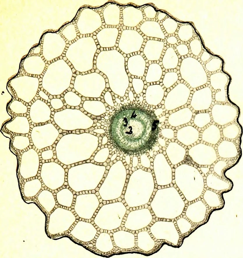 An illustration from Methods in microscopial research; vegetable histology, 1905, leaf 104