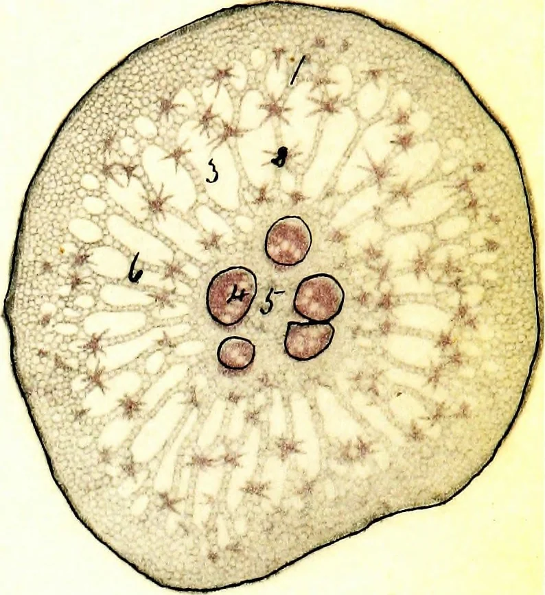 An illustration from Methods in microscopial research; vegetable histology, 1905, leaf 104