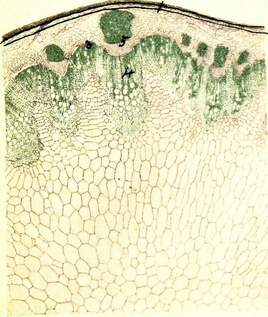 An illustration from Methods in microscopial research; vegetable histology, 1905, leaf 104
