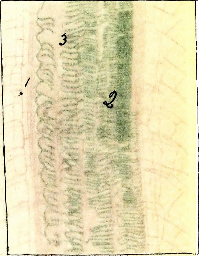 An illustration from Methods in microscopial research; vegetable histology, 1905, leaf 104