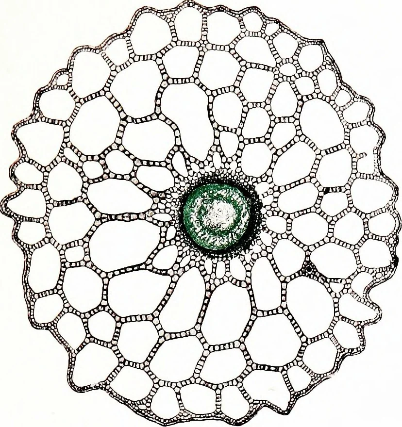 An illustration from Methods in microscopial research; vegetable histology, 1905, leaf 106