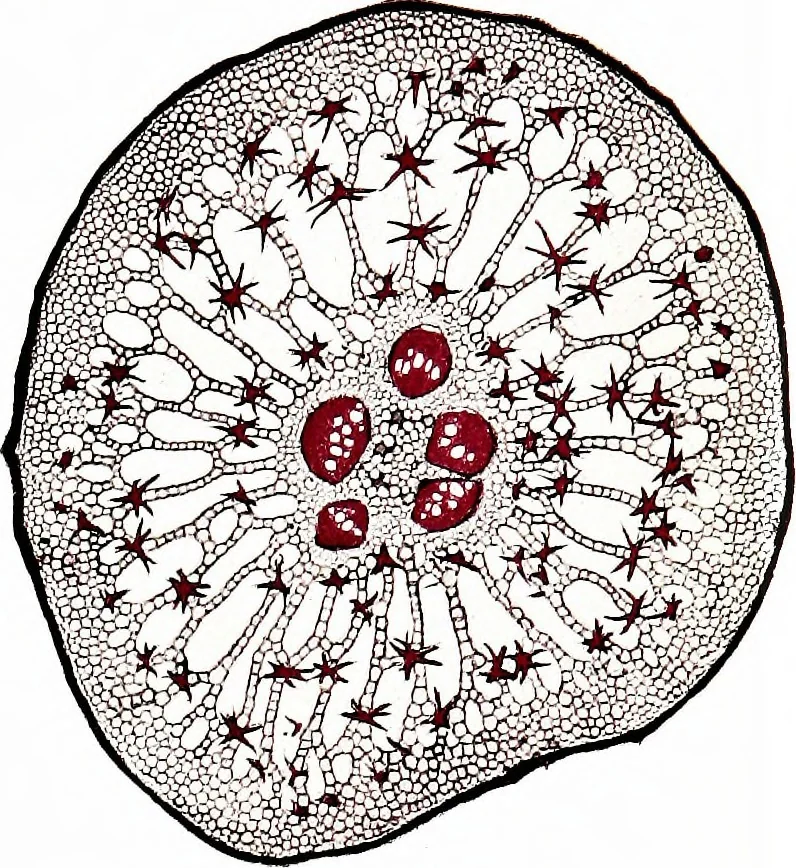 An illustration from Methods in microscopial research; vegetable histology, 1905, leaf 106
