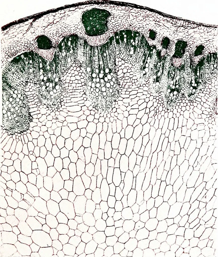 An illustration from Methods in microscopial research; vegetable histology, 1905, leaf 106