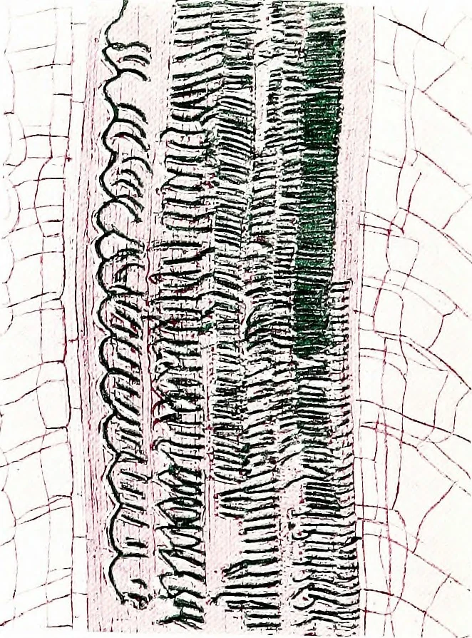 An illustration from Methods in microscopial research; vegetable histology, 1905, leaf 106