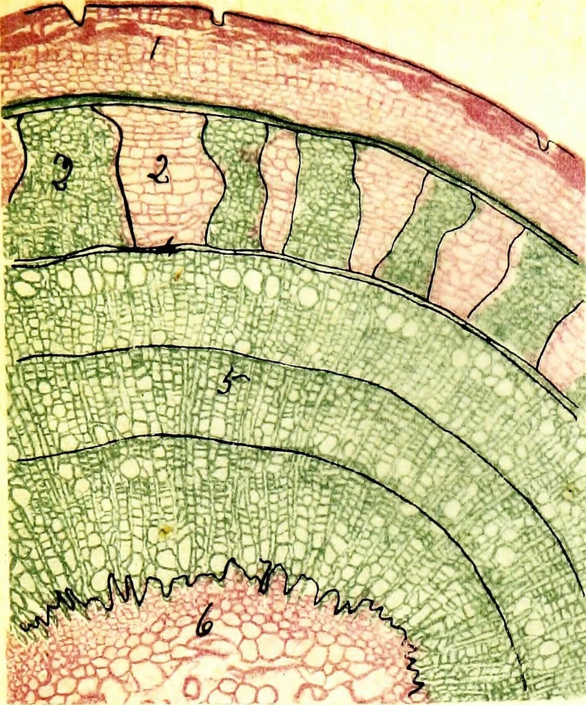 An illustration from Methods in microscopial research; vegetable histology, 1905, leaf 110