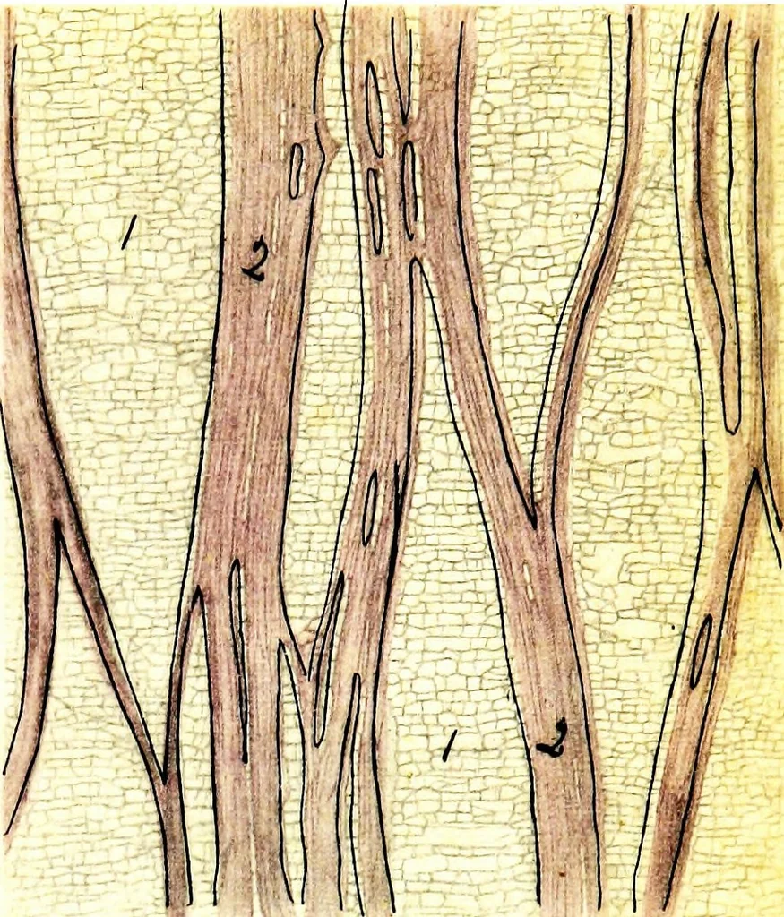 An illustration from Methods in microscopial research; vegetable histology, 1905, leaf 110
