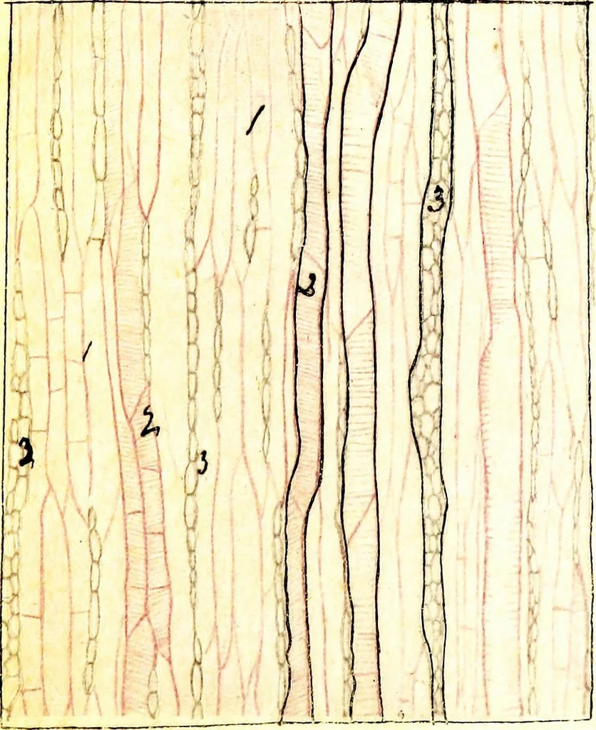 An illustration from Methods in microscopial research; vegetable histology, 1905, leaf 110
