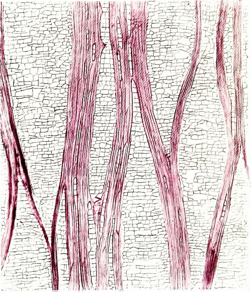 An illustration from Methods in microscopial research; vegetable histology, 1905, leaf 112