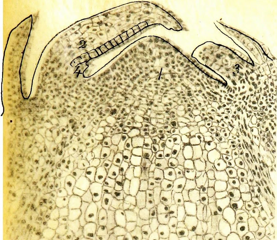 An illustration from Methods in microscopial research; vegetable histology, 1905, leaf 116