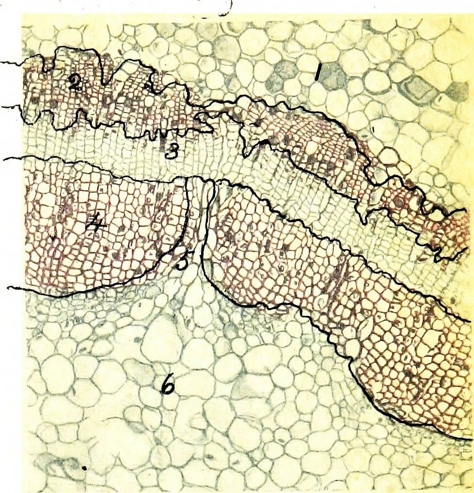 An illustration from Methods in microscopial research; vegetable histology, 1905, leaf 116
