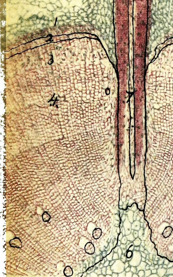 An illustration from Methods in microscopial research; vegetable histology, 1905, leaf 116