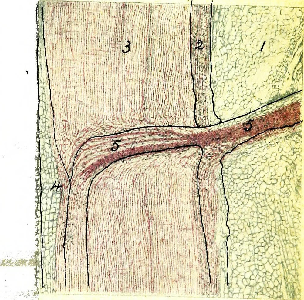 An illustration from Methods in microscopial research; vegetable histology, 1905, leaf 116