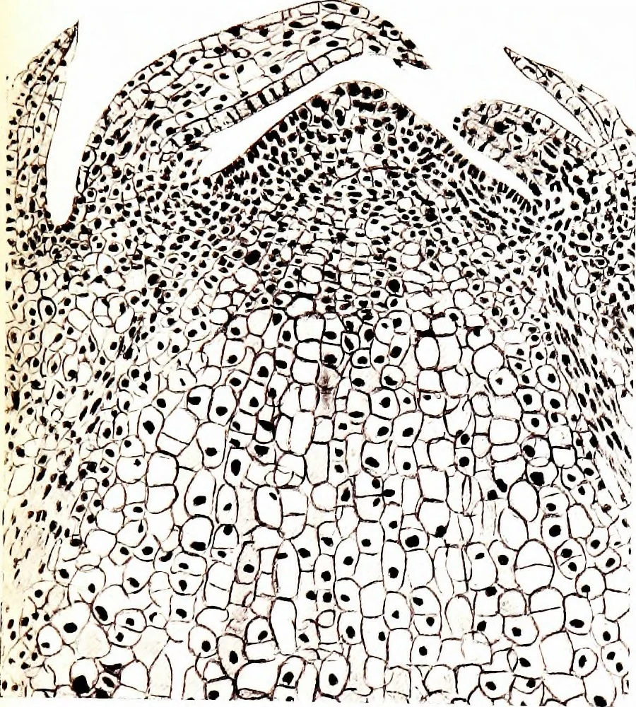 An illustration from Methods in microscopial research; vegetable histology, 1905, leaf 118