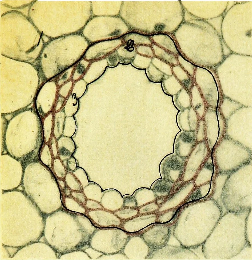 An illustration from Methods in microscopial research; vegetable histology, 1905, leaf 122
