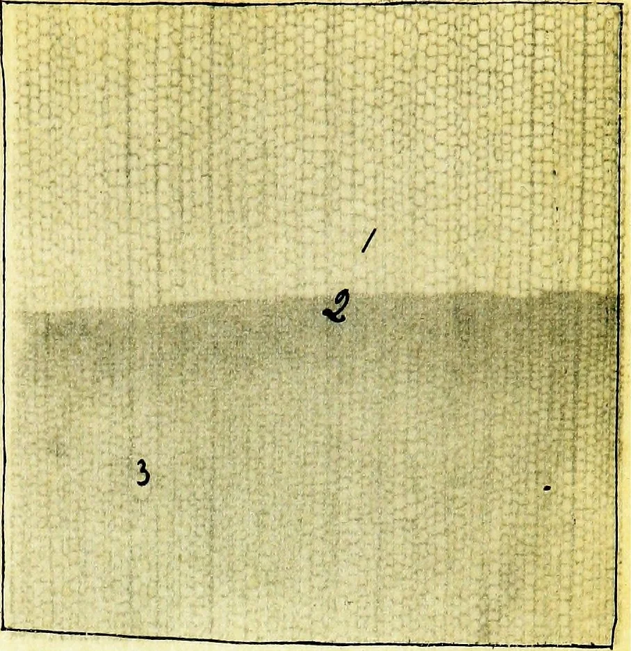 An illustration from Methods in microscopial research; vegetable histology, 1905, leaf 122