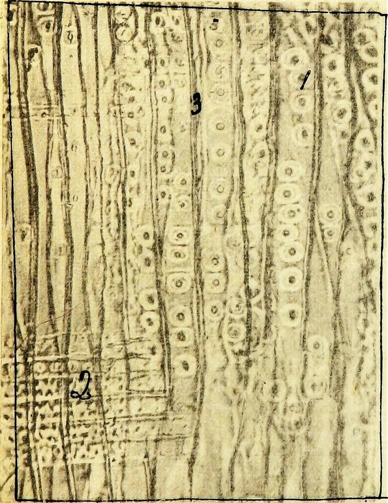 An illustration from Methods in microscopial research; vegetable histology, 1905, leaf 122