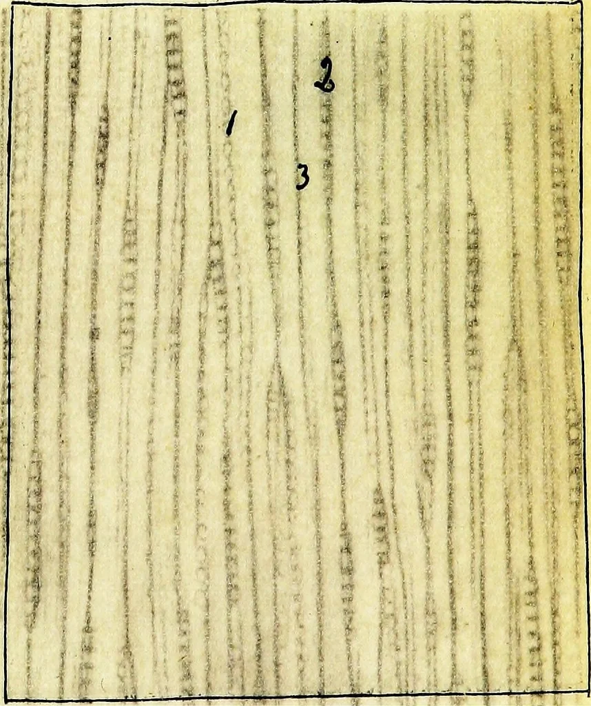 An illustration from Methods in microscopial research; vegetable histology, 1905, leaf 122
