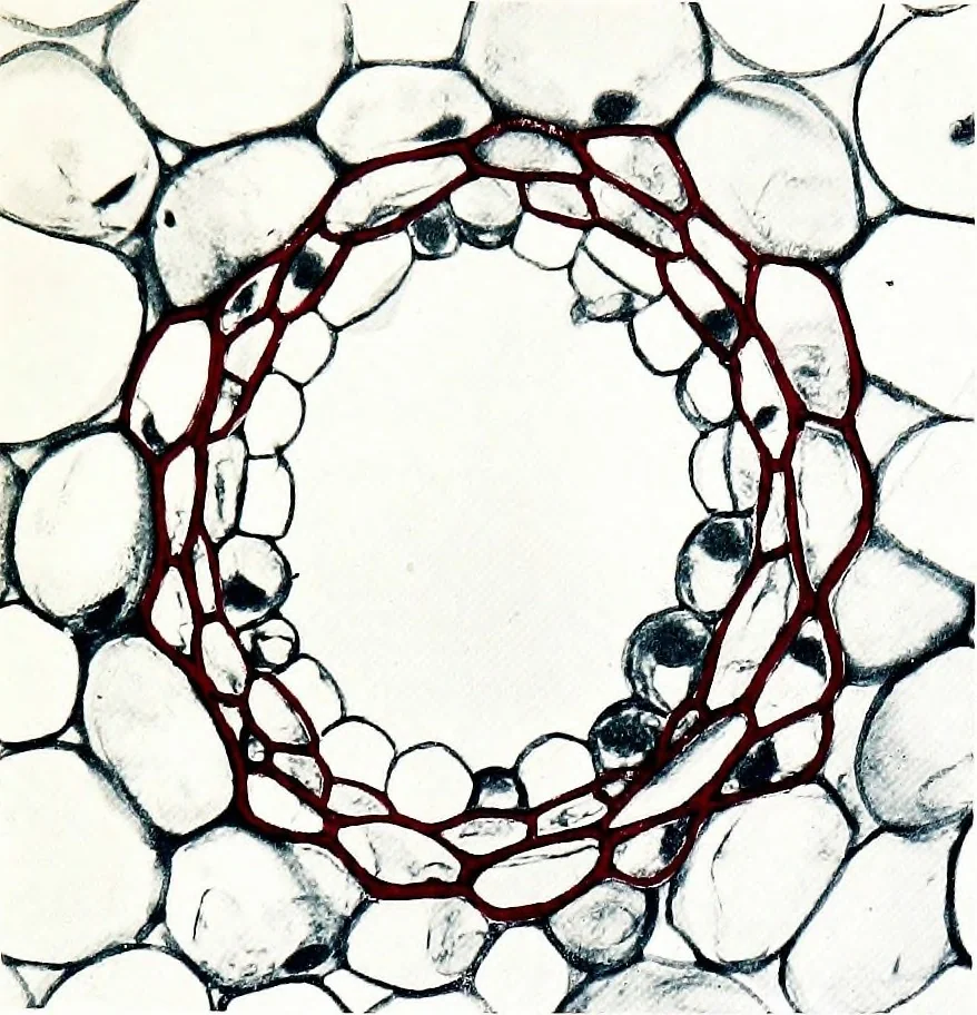 An illustration from Methods in microscopial research; vegetable histology, 1905, leaf 124