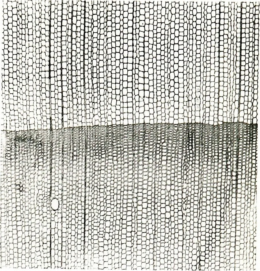 An illustration from Methods in microscopial research; vegetable histology, 1905, leaf 124