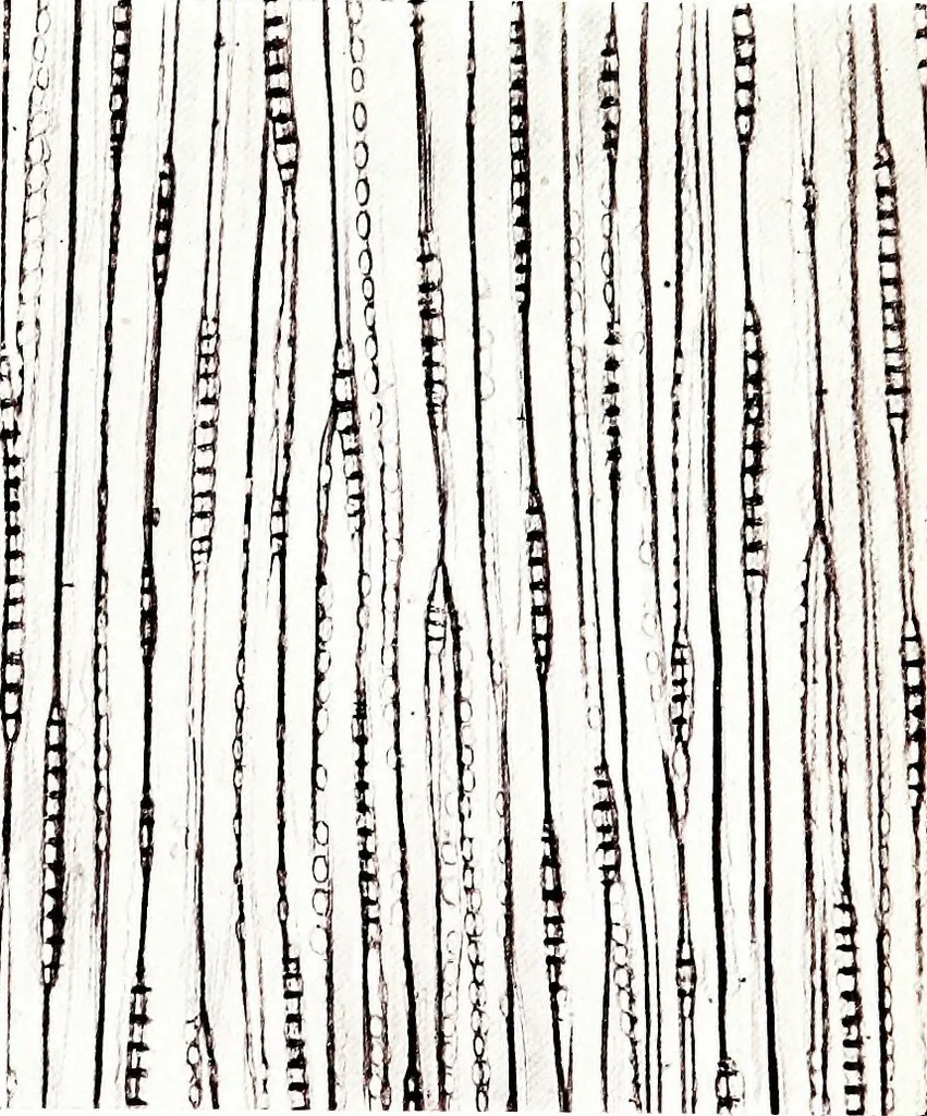 An illustration from Methods in microscopial research; vegetable histology, 1905, leaf 124