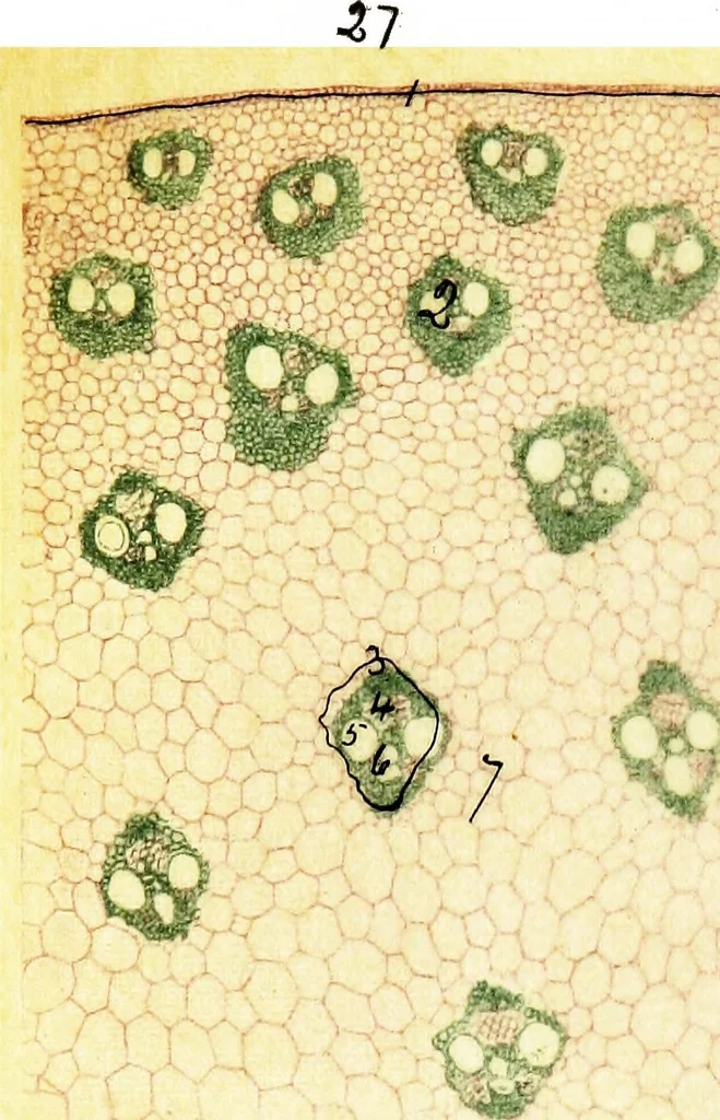 An illustration from Methods in microscopial research; vegetable histology, 1905, leaf 128