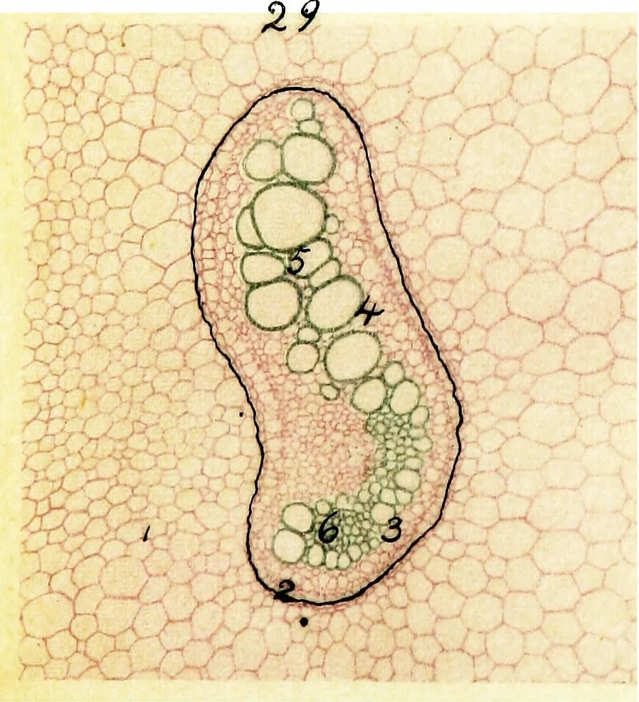 An illustration from Methods in microscopial research; vegetable histology, 1905, leaf 128
