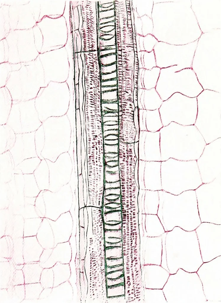 An illustration from Methods in microscopial research; vegetable histology, 1905, leaf 130