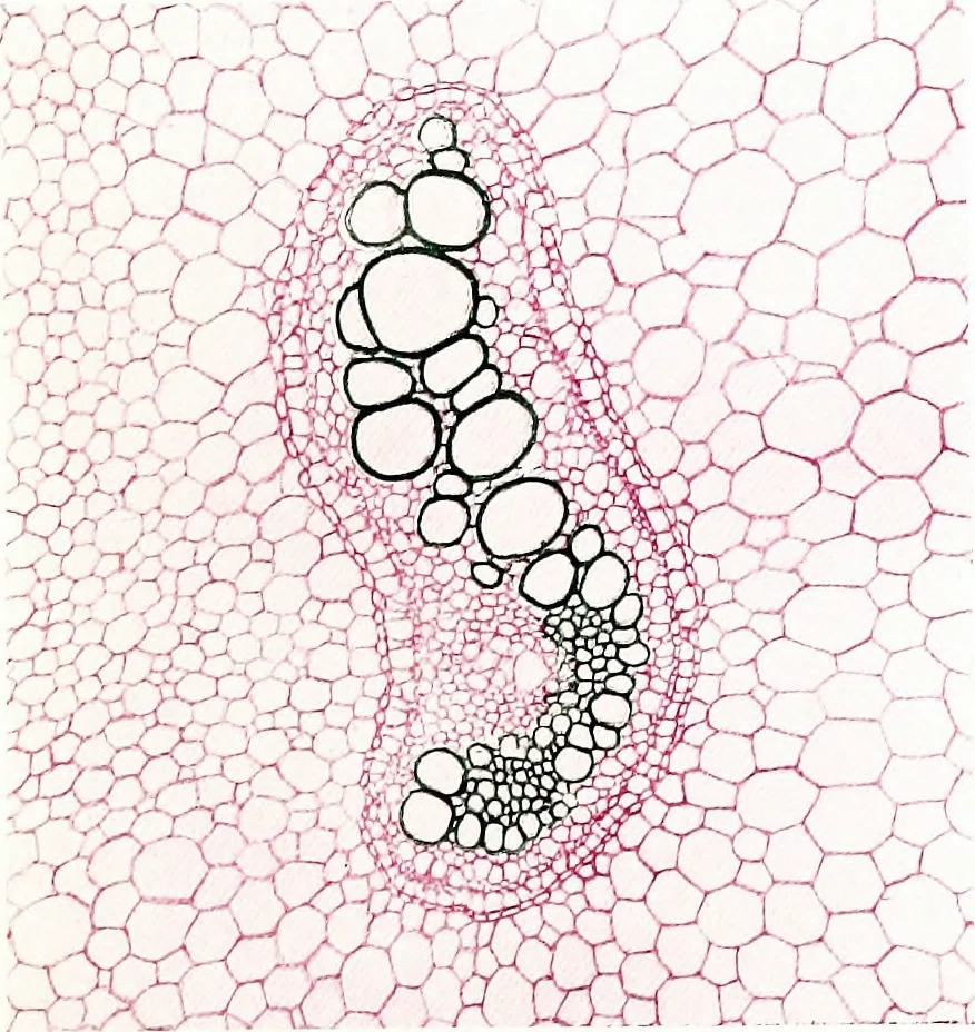 An illustration from Methods in microscopial research; vegetable histology, 1905, leaf 130